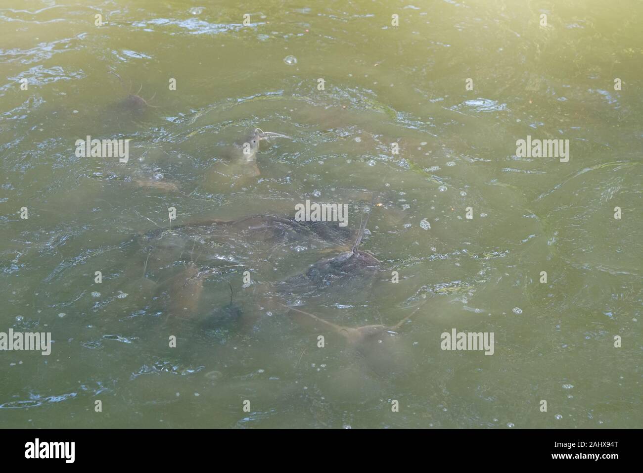 nature pond, fish swimming in a pool open mouth for oxygen air breathe Stock Photo