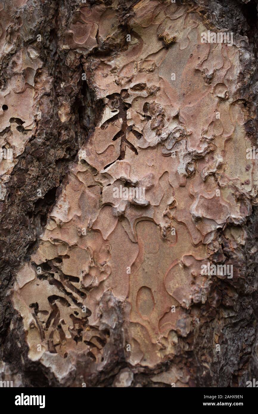 Close up of the bark of a Pinus ponderosa - ponderosa pine tree. Stock Photo