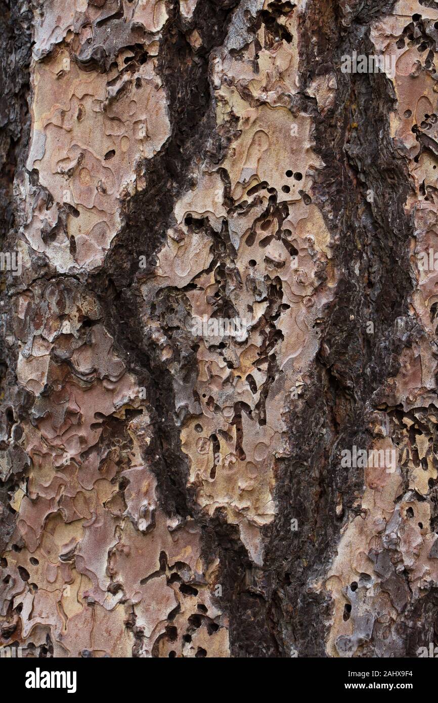 Close up of the bark of a Pinus ponderosa - ponderosa pine tree. Stock Photo