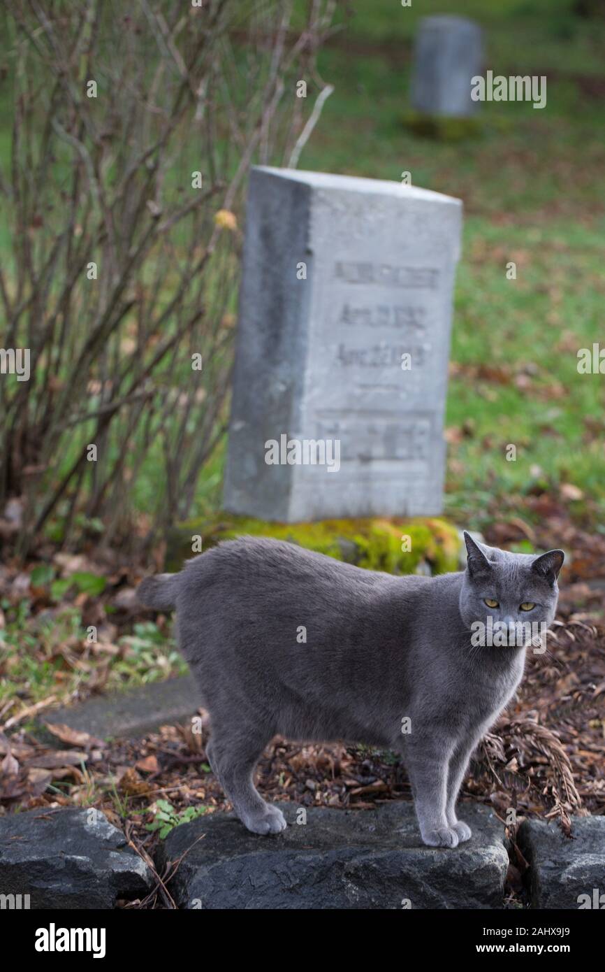 A grey cat in the historic Masonic Cemetery in Eugene, Oregon Stock