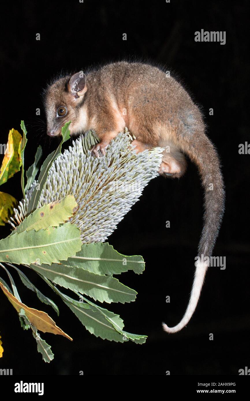 Common Ringtail Possum on Banksia flower Stock Photo