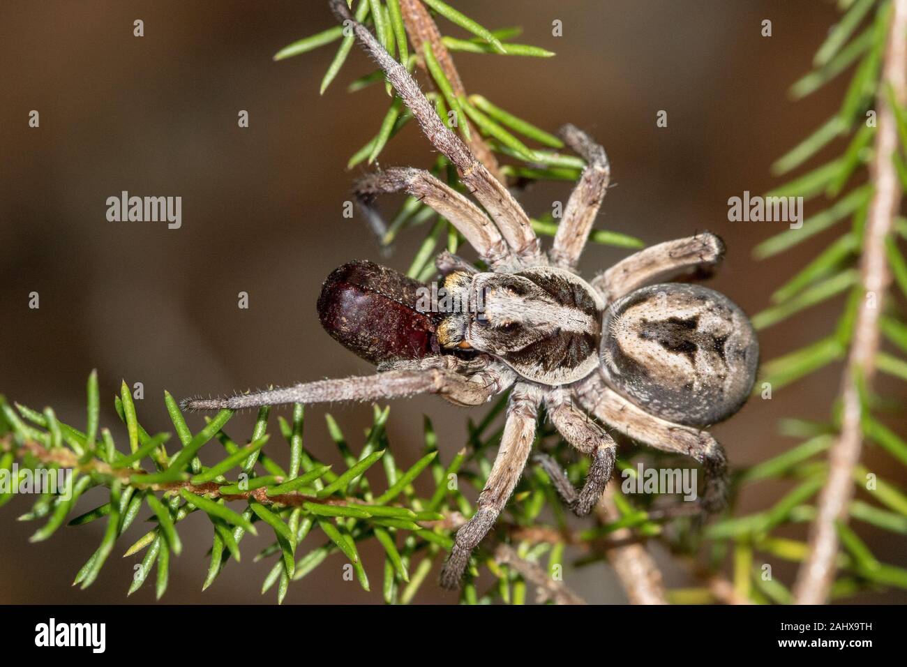 Wolf Spider with prey Stock Photo