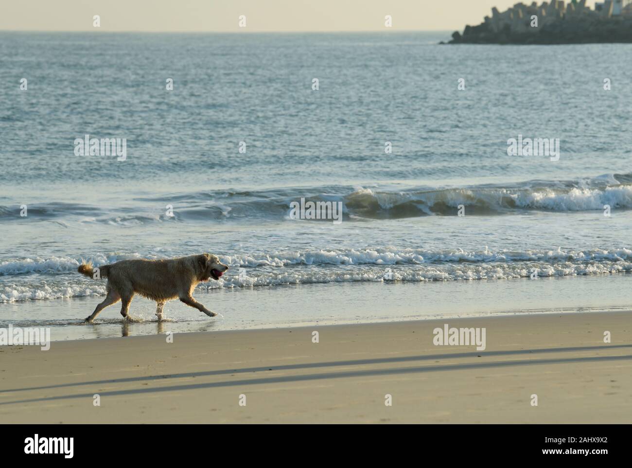 Durban Kwazulu Natal South Africa Pet Landscape Wet Golden