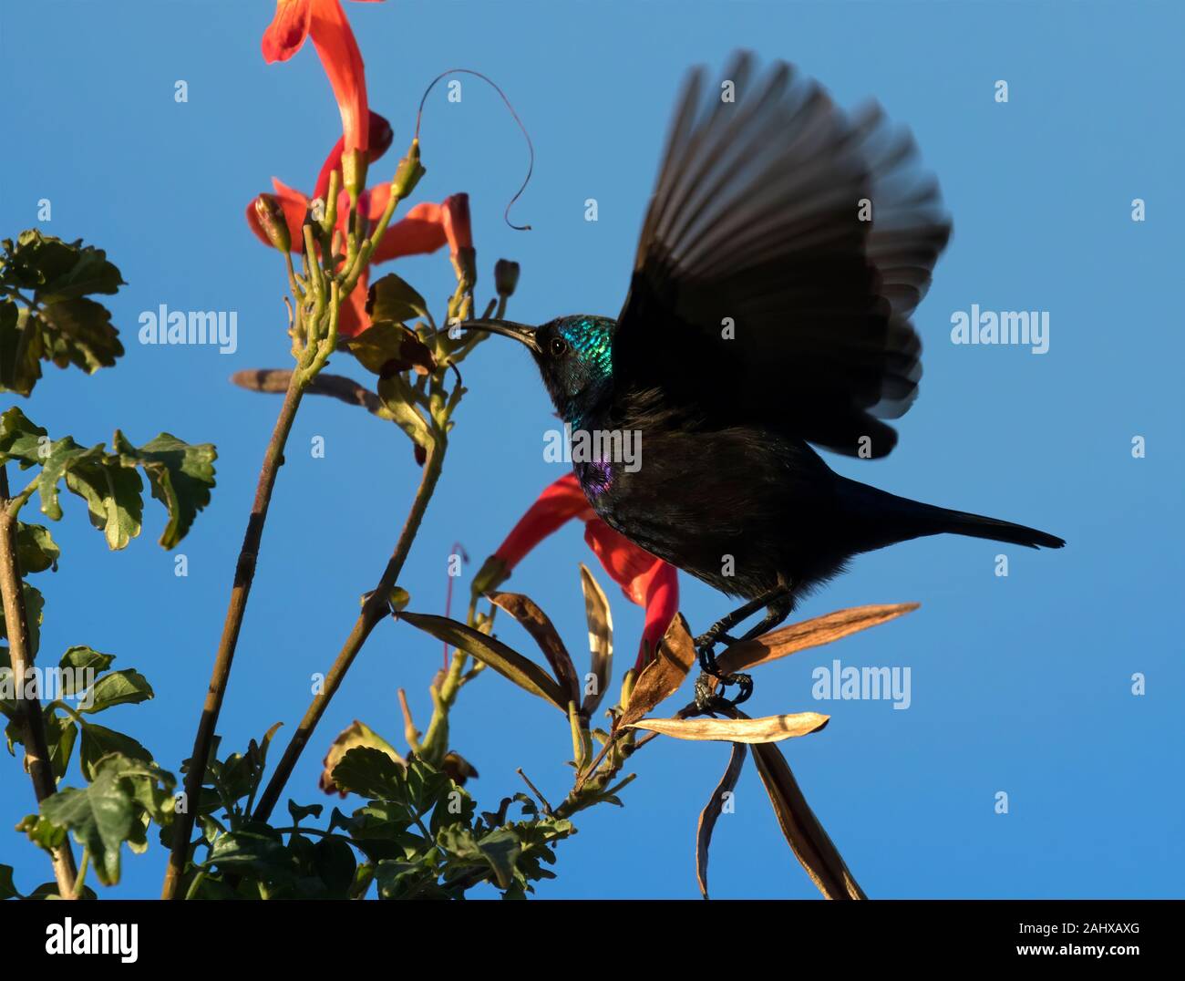 The Palestine sunbird (Cinnyris osea), male, feeding on flowers at  Beer Sheva's park, Israel Stock Photo