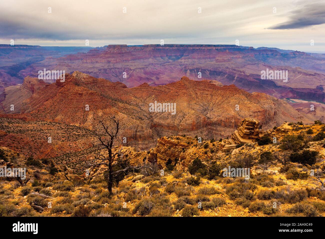Barren tree hi-res stock photography and images - Alamy
