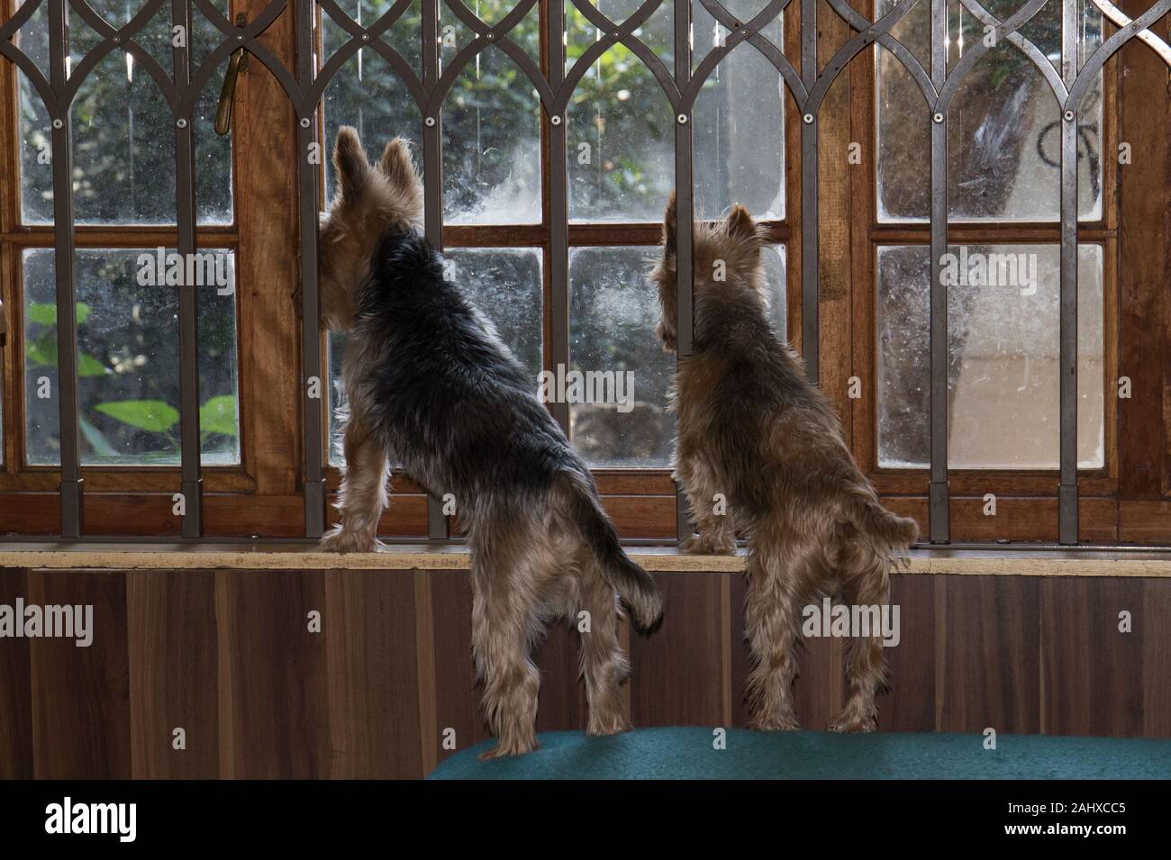Two small dogs standing on their hind legs on a sofa looking through a window to the outside image in horizontal format Stock Photo