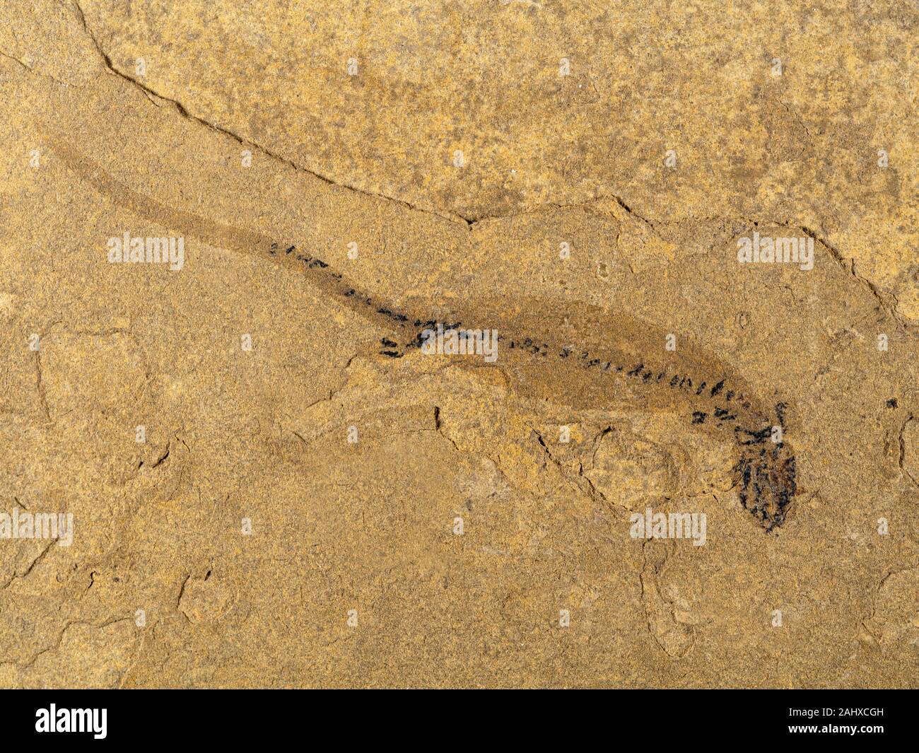 Fossil amphibian, Apateon species These extinct aquatic salamander-like animals lived in ponds and lakes 295 to 290 million years ago in what is now G Stock Photo