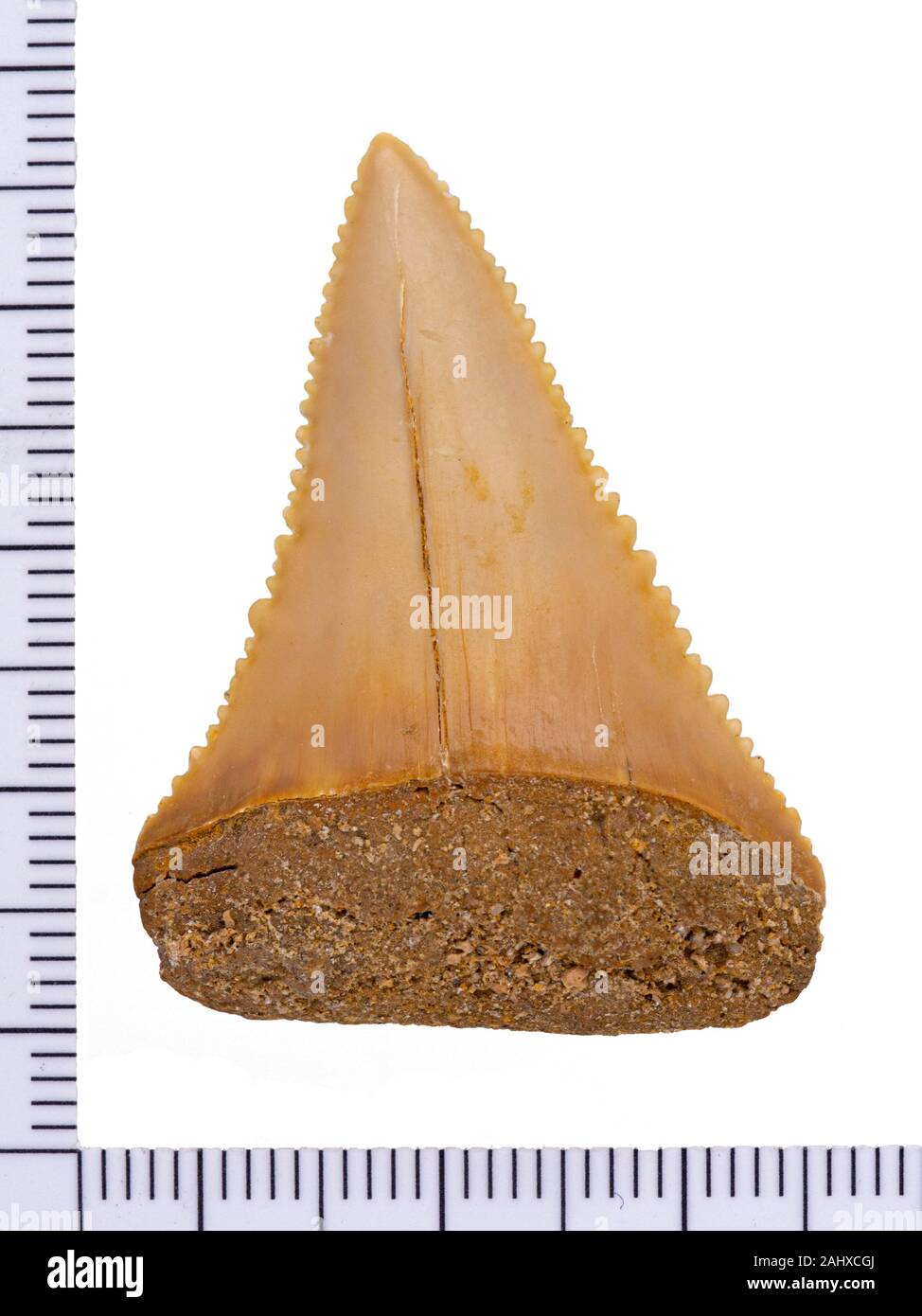 https://c8.alamy.com/comp/2AHXCGJ/fossil-great-white-shark-tooth-carcharodon-carcharias-lingual-surface-inner-side-isolated-great-white-sharks-evolved-approximately-16-million-ye-2AHXCGJ.jpg