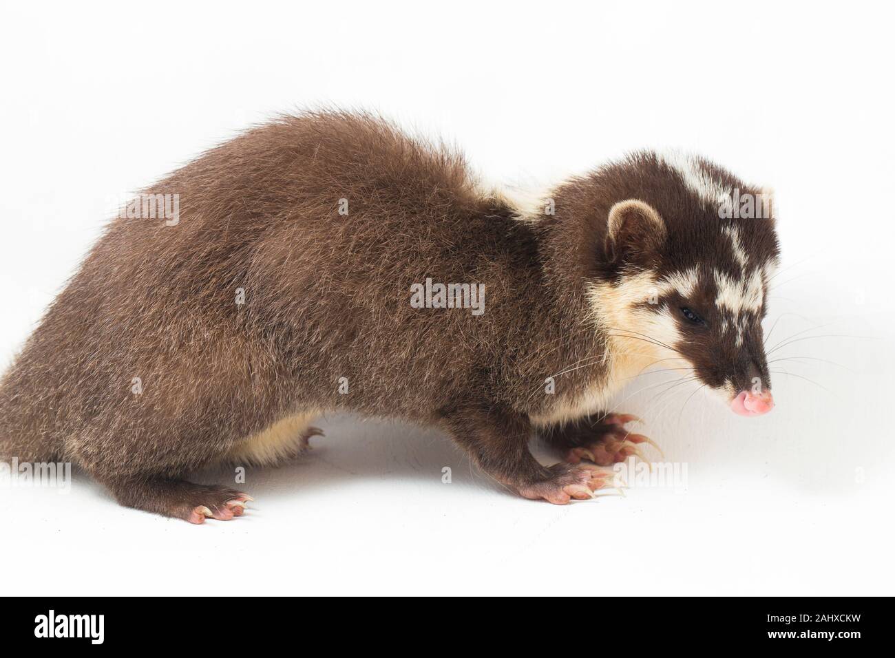 The Javan ferretbadger (Melogale orientalis) is a mustelid endemic to