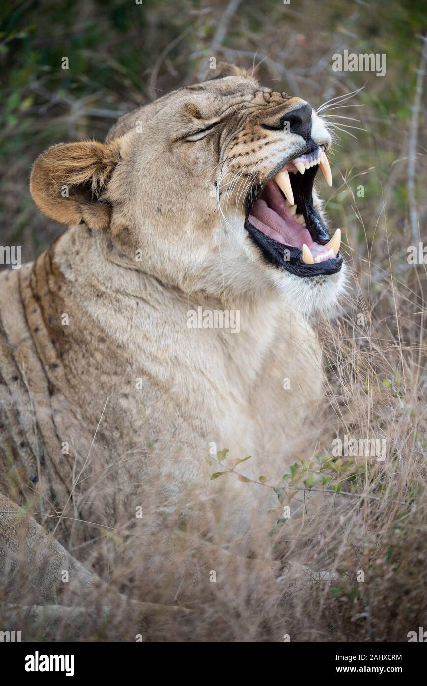 Lion Rendra Phinda lion hi-res stock photography and images - Alamy