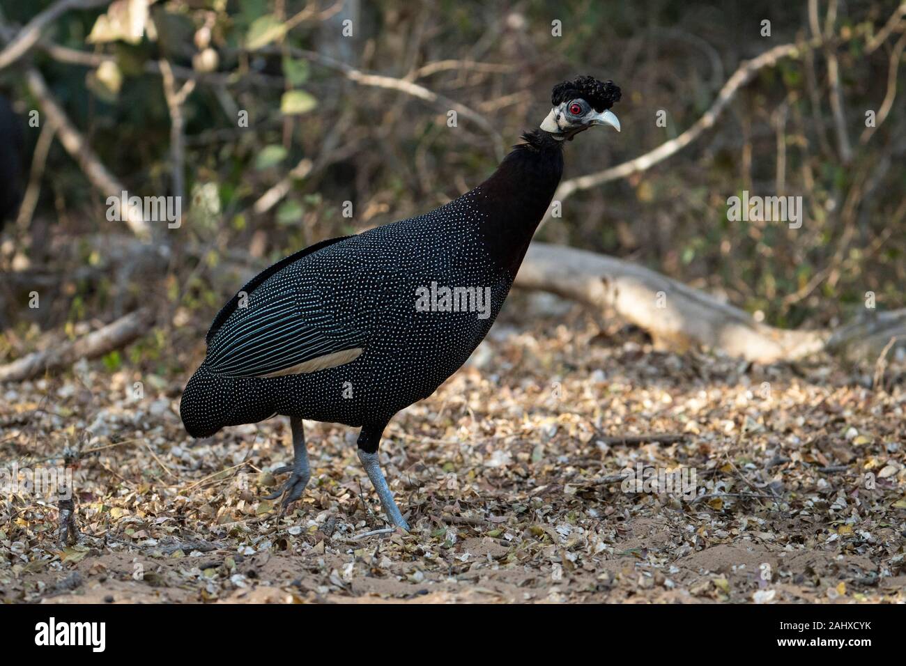 Crested guineafowl, Guttera pucherani, Phinda Game Reserve Stock Photo