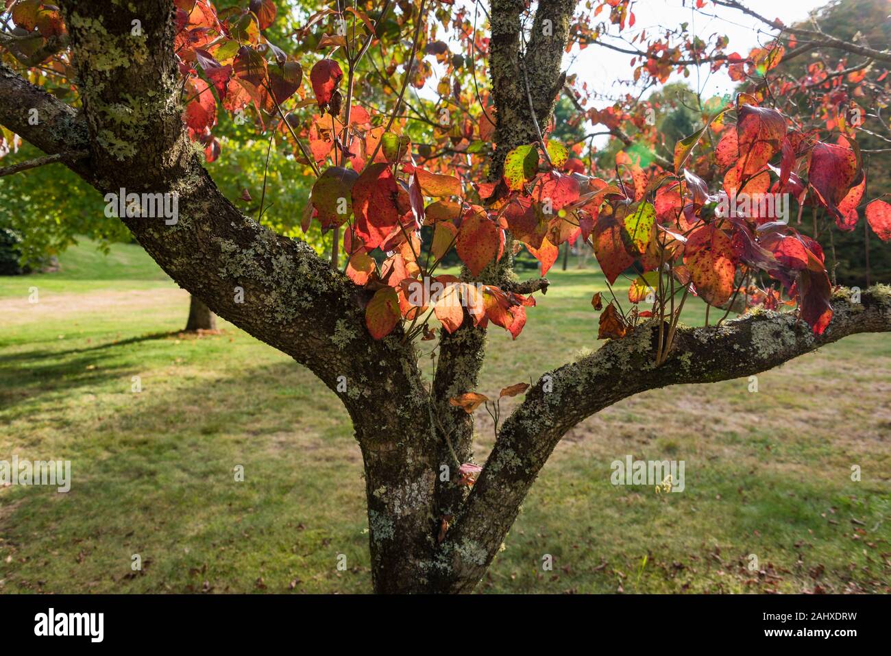 Colorful leaves tree background hi-res stock photography and images - Alamy