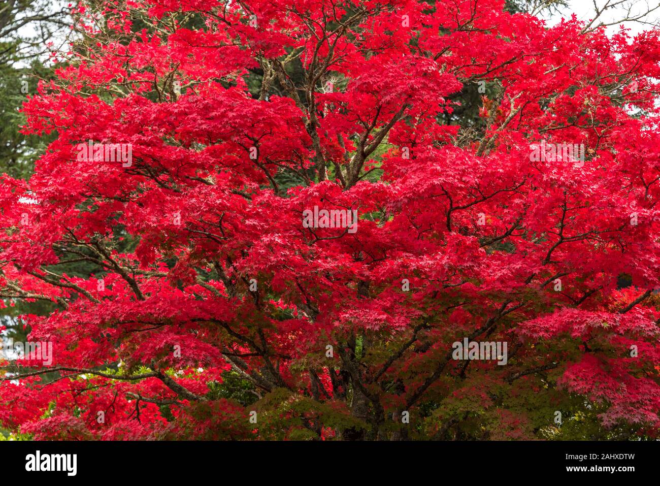 Autumn Landscape Of Japanese Maple Tree With Bright Red Leaves Stock Photo Alamy