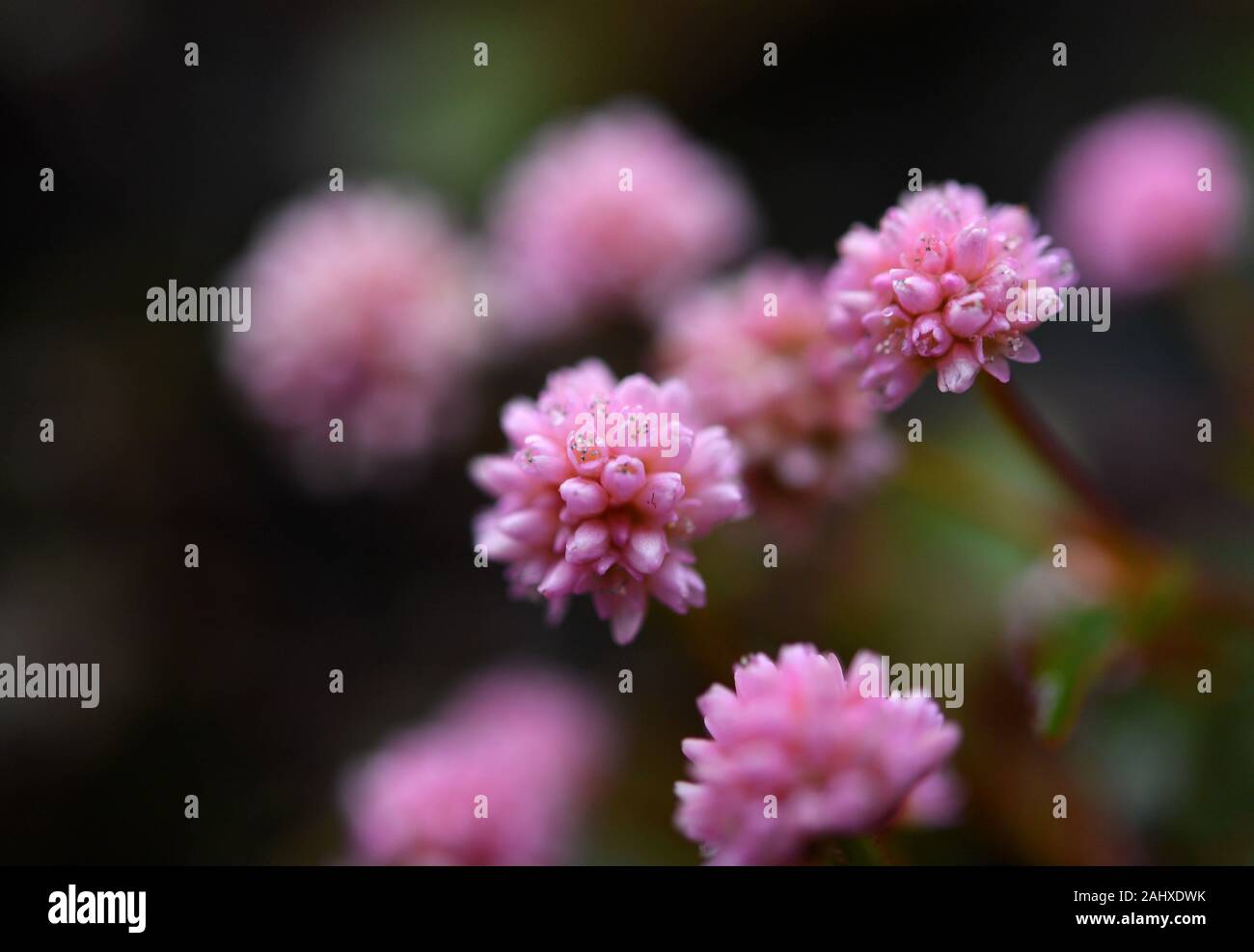 Enshi. 1st Jan, 2020. Photo taken on Jan. 1, 2020 shows blossom of the polygonum capitatum by the Gongshui River in Xuan'en County of Enshi Tujia and Miao Autonomous Prefecture, central China's Hubei Province. Credit: Song Wen/Xinhua/Alamy Live News Stock Photo