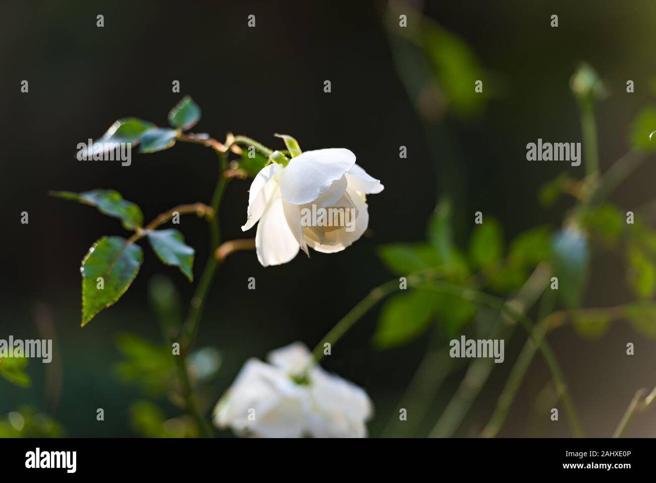White rose flower on flowerbed. Nature background Stock Photo - Alamy