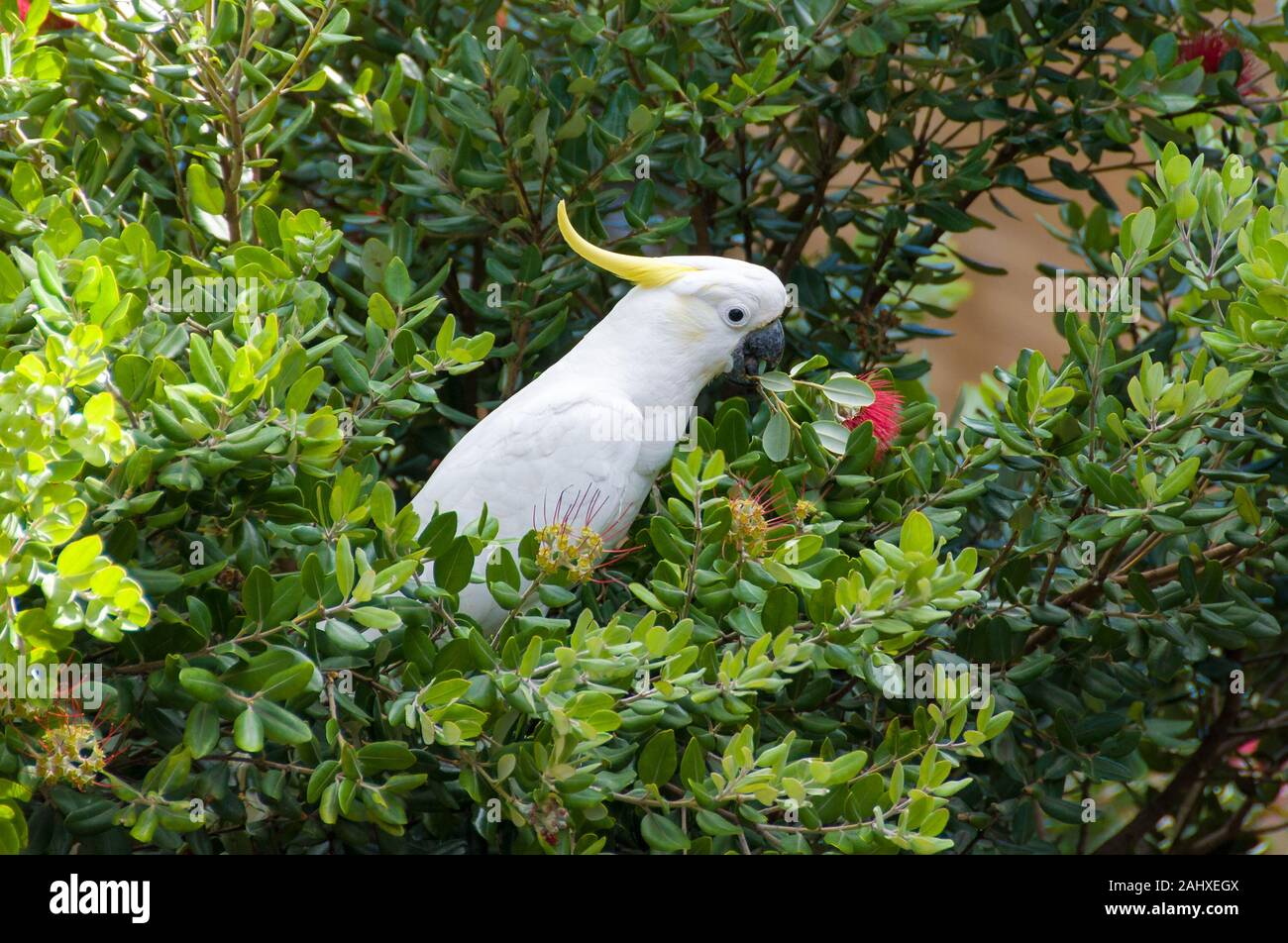 TEST, Cockatoo parrot bird on banksia tree eating red flowers Stock Photo