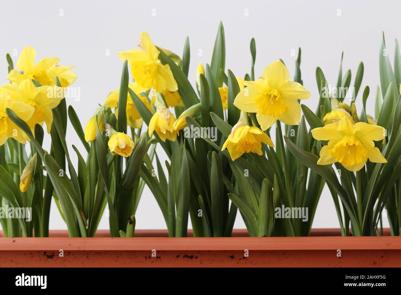 Many yellow spring flowers in a brown flower box on a balcony. White ...