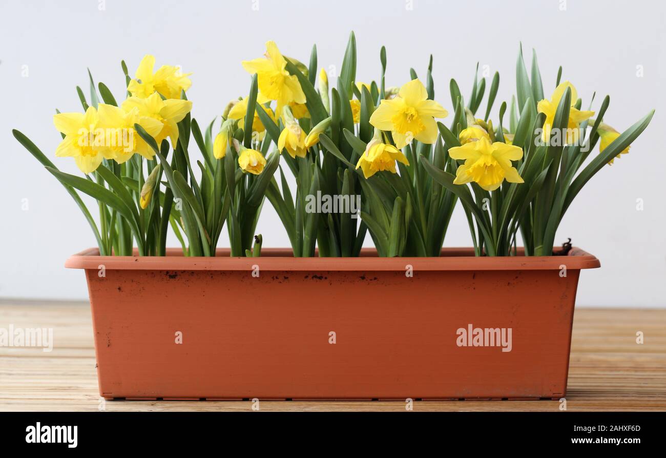 Download Yellow Box With Flowers On High Resolution Stock Photography And Images Alamy Yellowimages Mockups