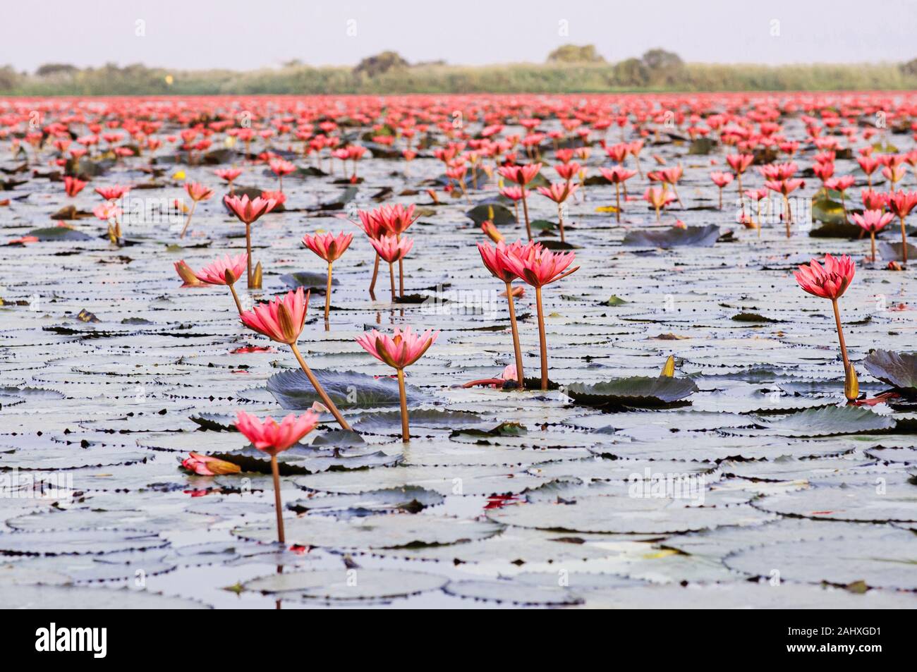 Pink lotus water lilies full bloom under morning light - pure and beautiful red lotus lake or lotus sea in Nong Harn, Kumphawapi, Udonthani - Thailand Stock Photo