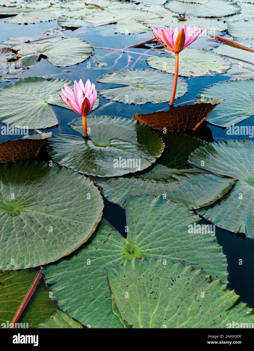 Sweet soft pink lotus water lilies full bloom under morning light - pure and beautiful tropical water plant in Thailand Stock Photo