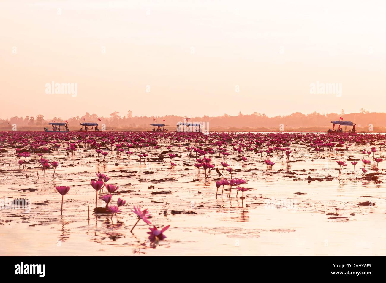 Pink lotus water lilies full bloom against morning light - pure and beautiful red lotus lake or lotus sea in Nong Harn, Kumphawapi, Udonthani - Thaila Stock Photo