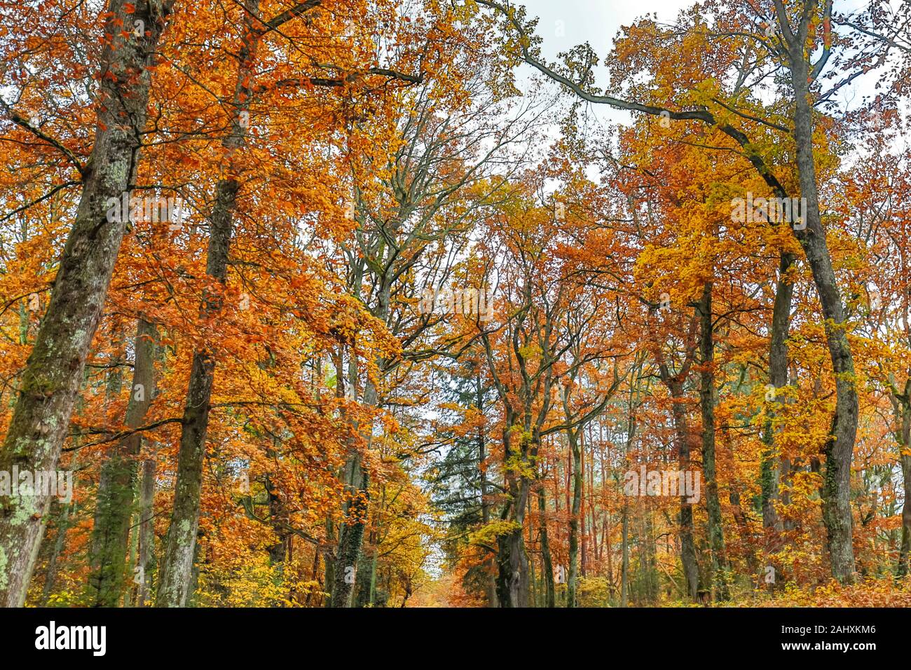 Automn Light And Nature Auvergne France Stock Photo Alamy