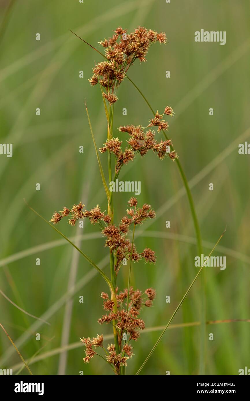 Saw-sedge, Cladium mariscus, in flower in fen, Suffolk. Stock Photo