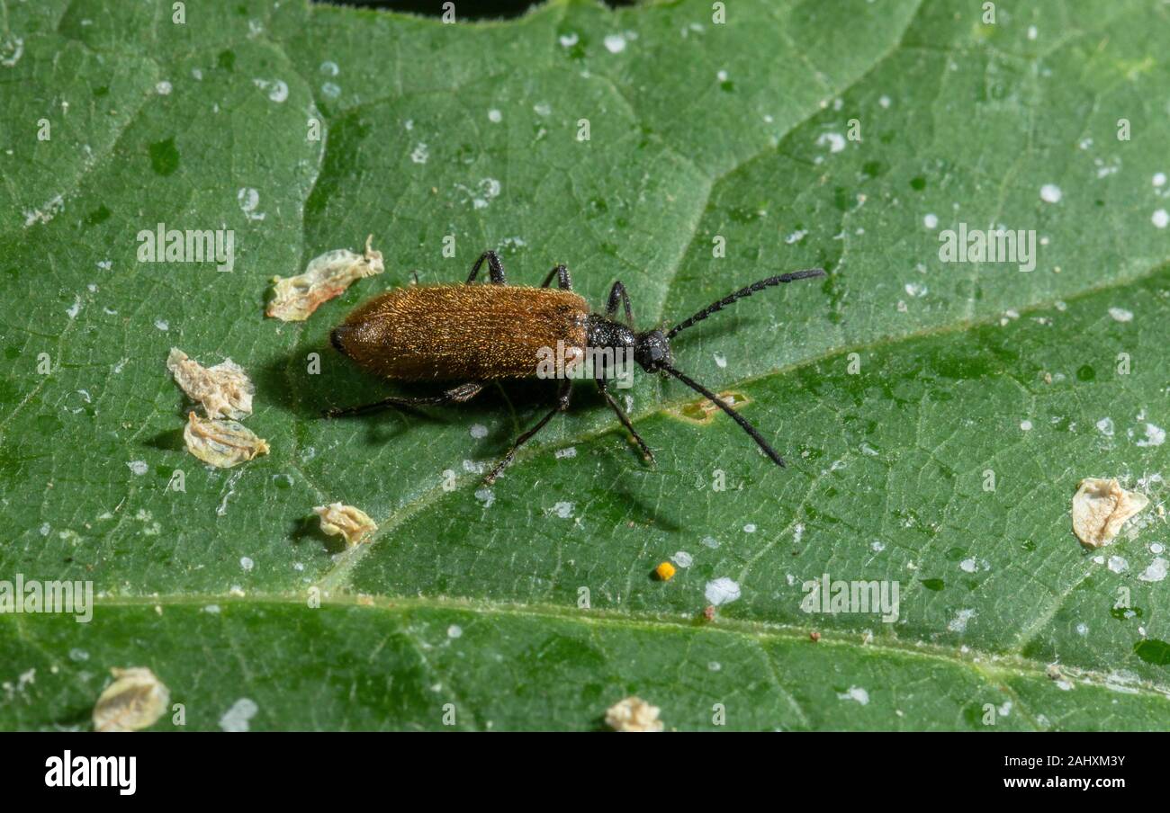 A male Darkling beetle, Lagria hirta, on leaf in wildlife garden