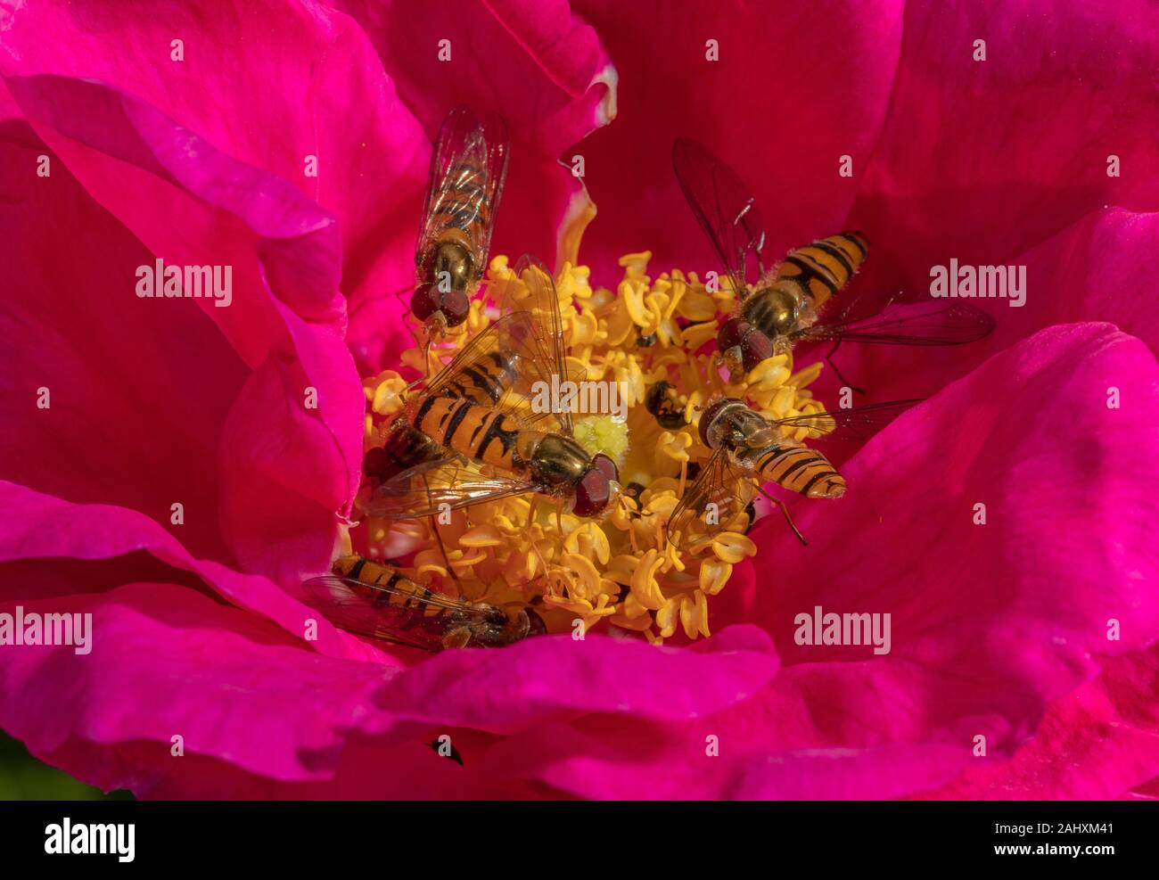 Marmalade hoverflies, Episyrphus balteatus and Common banded hoverflies