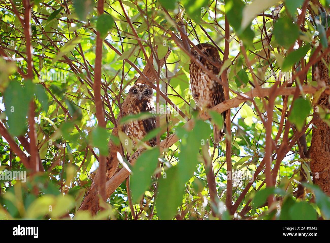 Tawny frogmouth hiding in amongst the trees in natural habitat Stock Photo