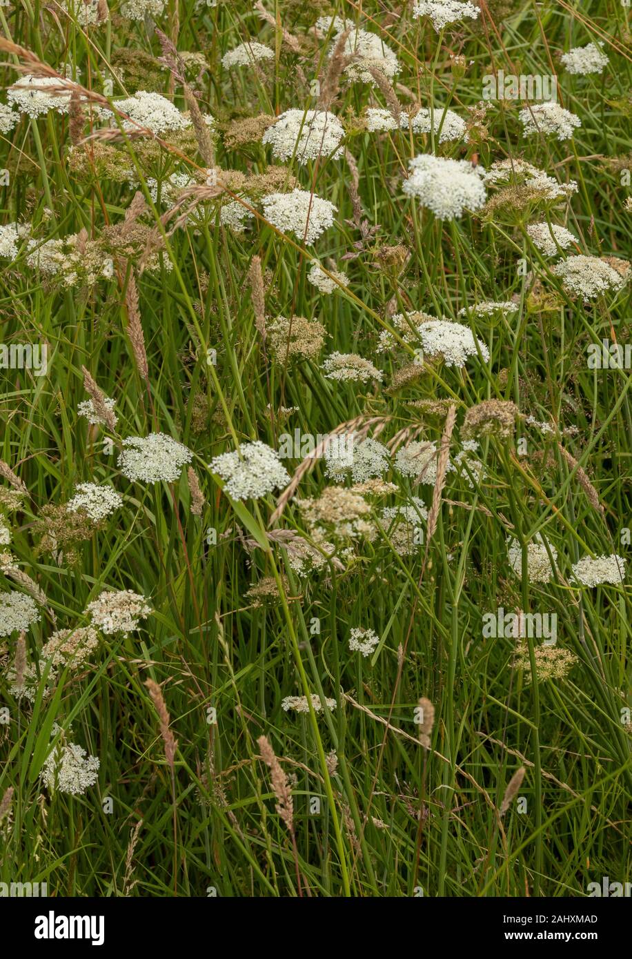 Corkyfruited waterdropwort, Oenanthe pimpinelloides growing in old
