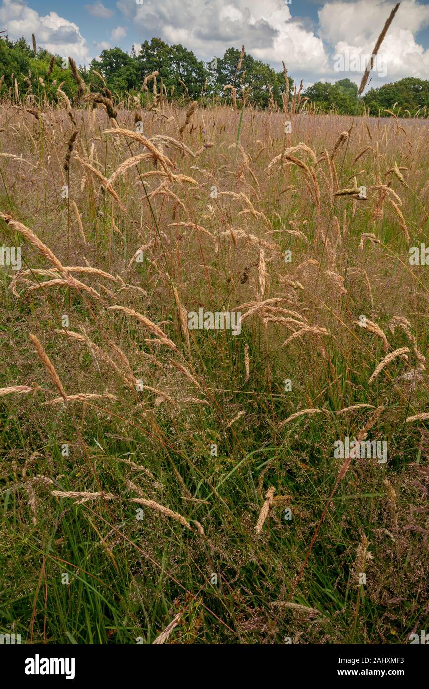 Mixed grasses in old flowery meadow near Bruton, east Somerset. Stock Photo