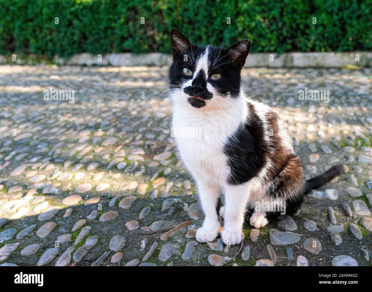 A bicolor cat with white fur combined of some black color. Unique facial markings. Stock Photo