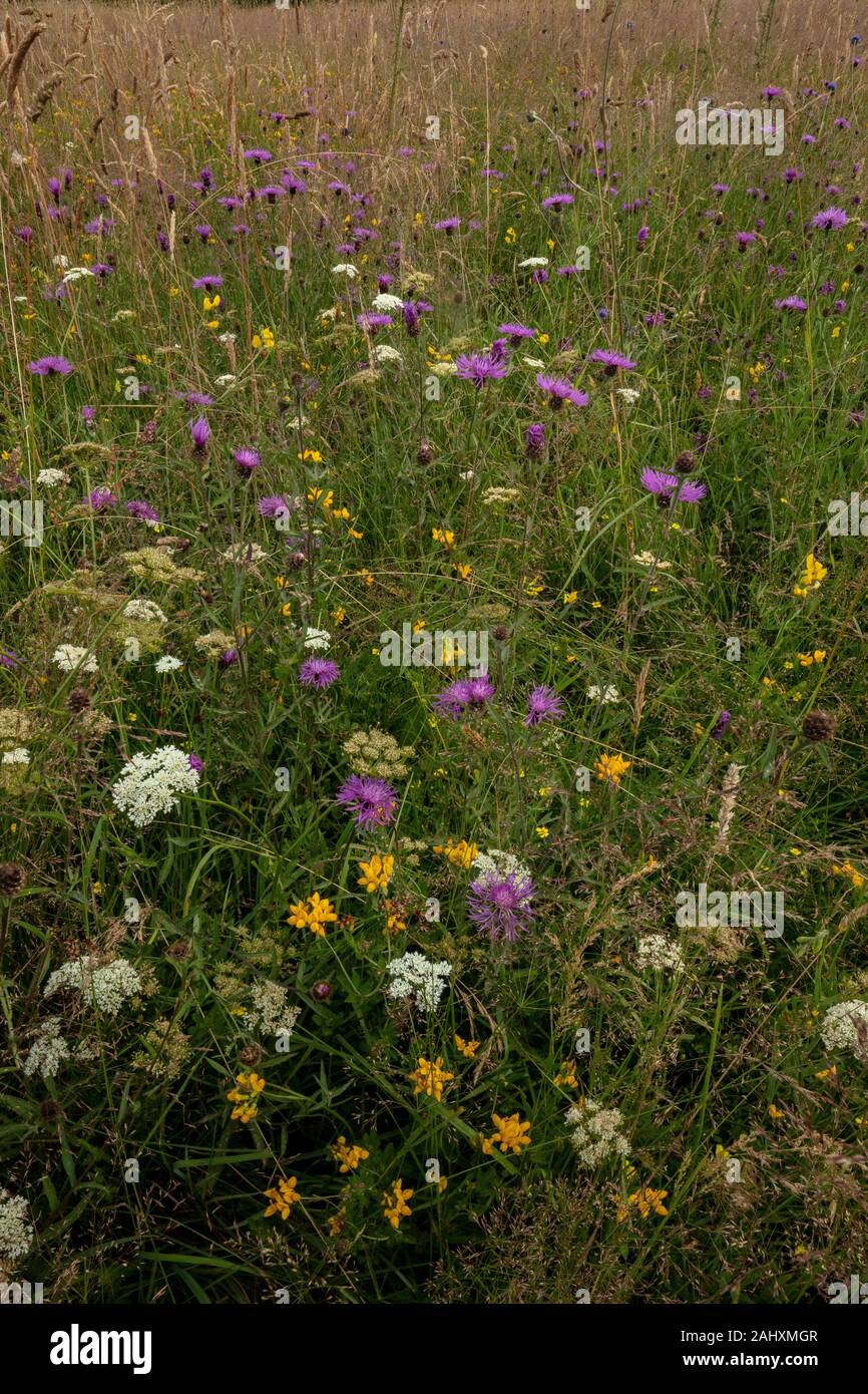 Old picture of greater knapweed hi-res stock photography and images - Alamy