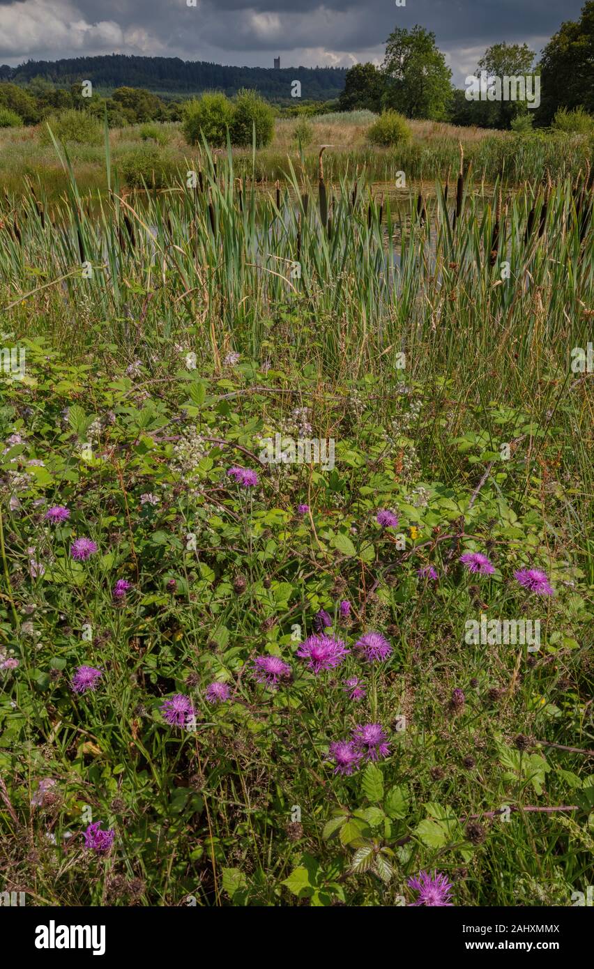 Old picture of typha latifolia hi-res stock photography and images - Alamy