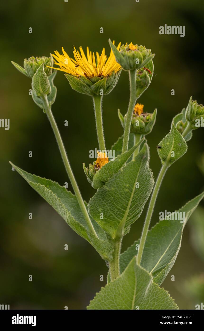 Elecampane, Inula helenium, in flower on roadside. Naturalised in UK. Stock Photo