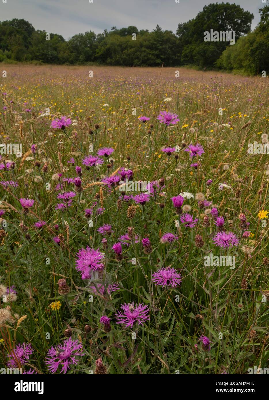 Flowery mead hires stock photography and images Alamy