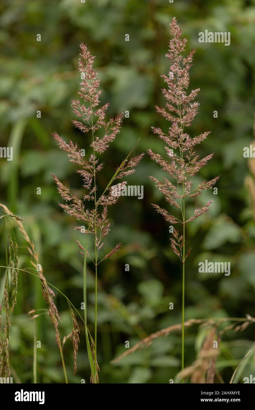 Wood small-reed or Bushgrass, Calamagrostis epigejos, in flower in damp woodland ride. Dorset. Stock Photo