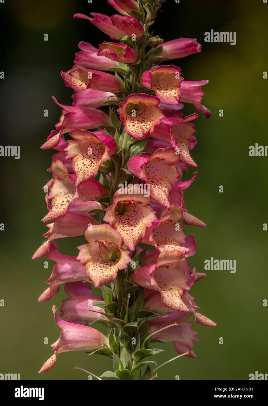 Digitalis 'Foxlight Rose Ivory' in flower in garden. Stock Photo