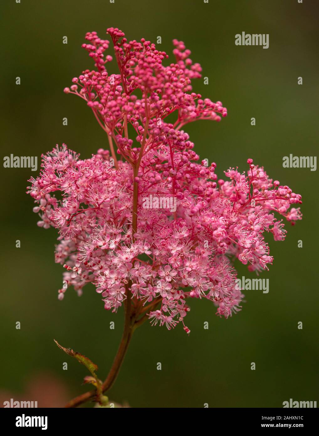 Filipendula 'Venus', n flower in garden. Stock Photo