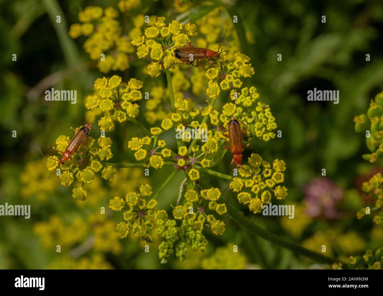 Mass of insects, mainly Common Red Soldier Beetle, visiting the flowers of Wild Parsnip, Pastinaca sativa Stock Photo