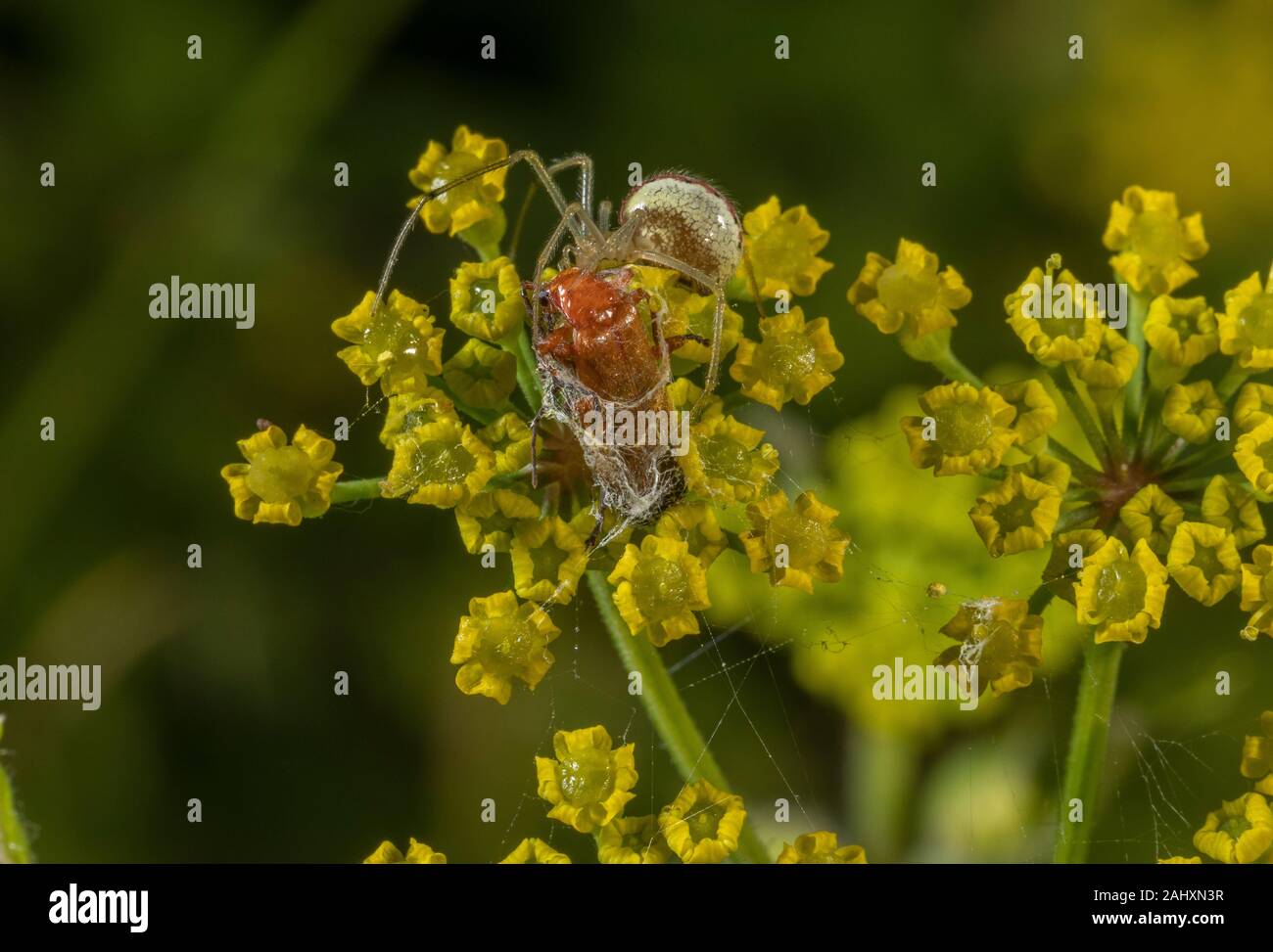 Common Candy-striped Spider, Enoplognatha ovata with Common Red Soldier Beetle, as prey on Wild Parsnip, Pastinaca sativa. Dorset. Stock Photo