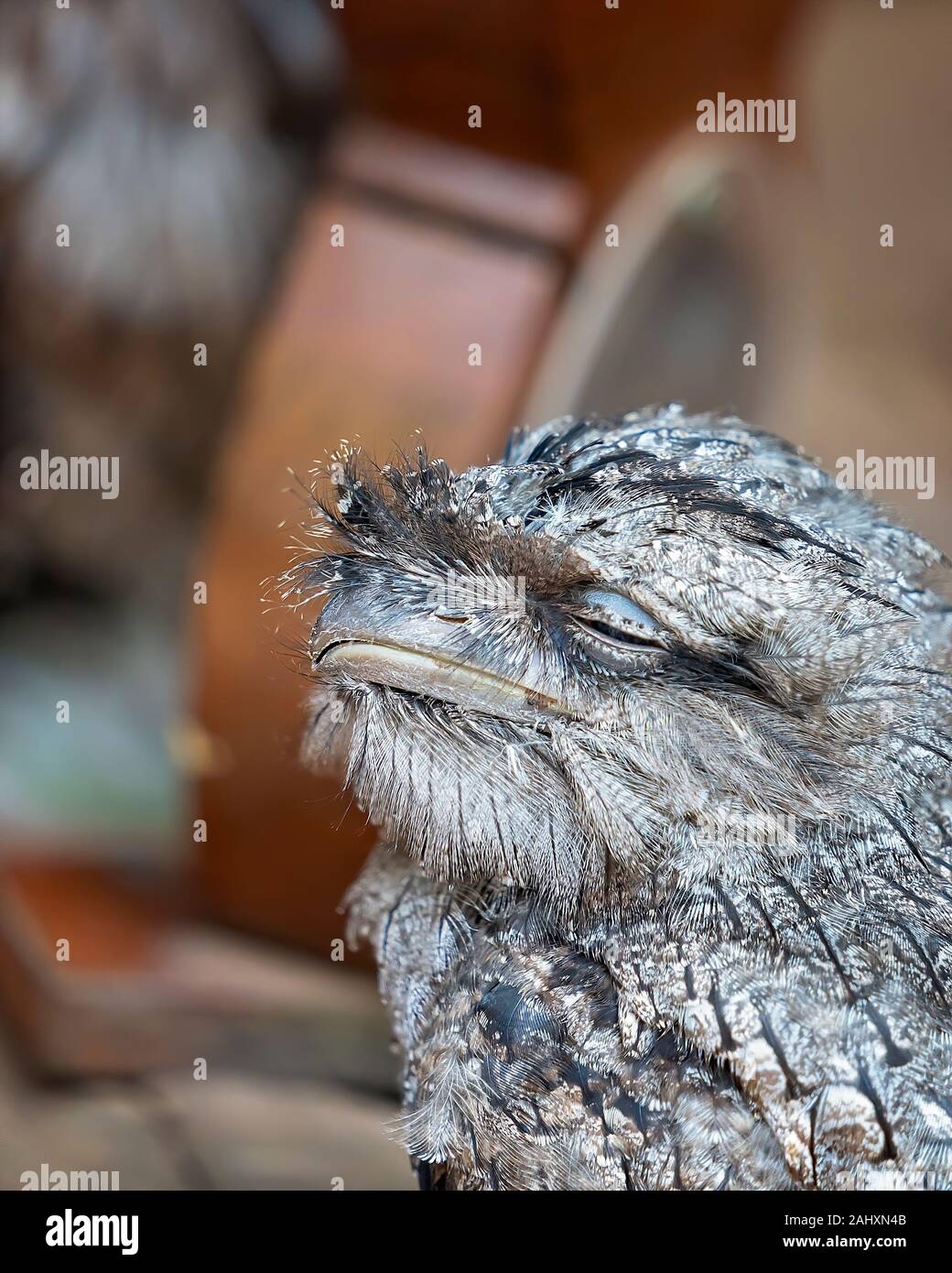 Close-up of a cute tawny frogmouth sleeping Stock Photo