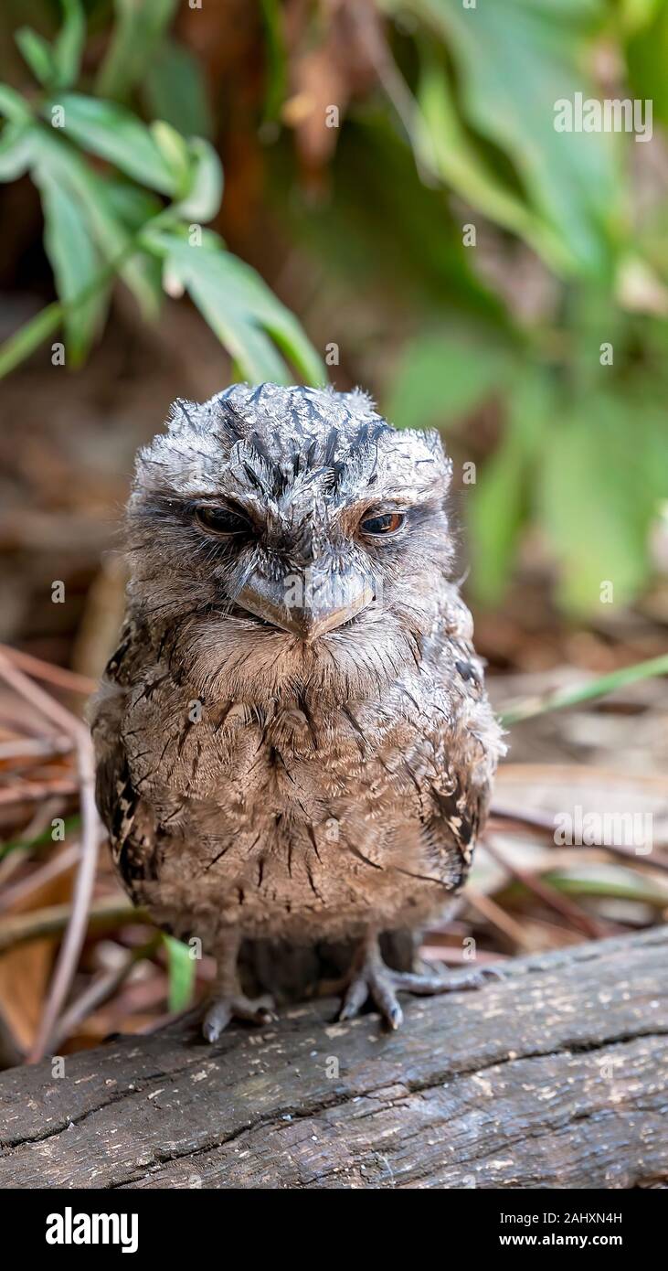 Close-up of a cute tawny frogmouth sitting in the sun Stock Photo