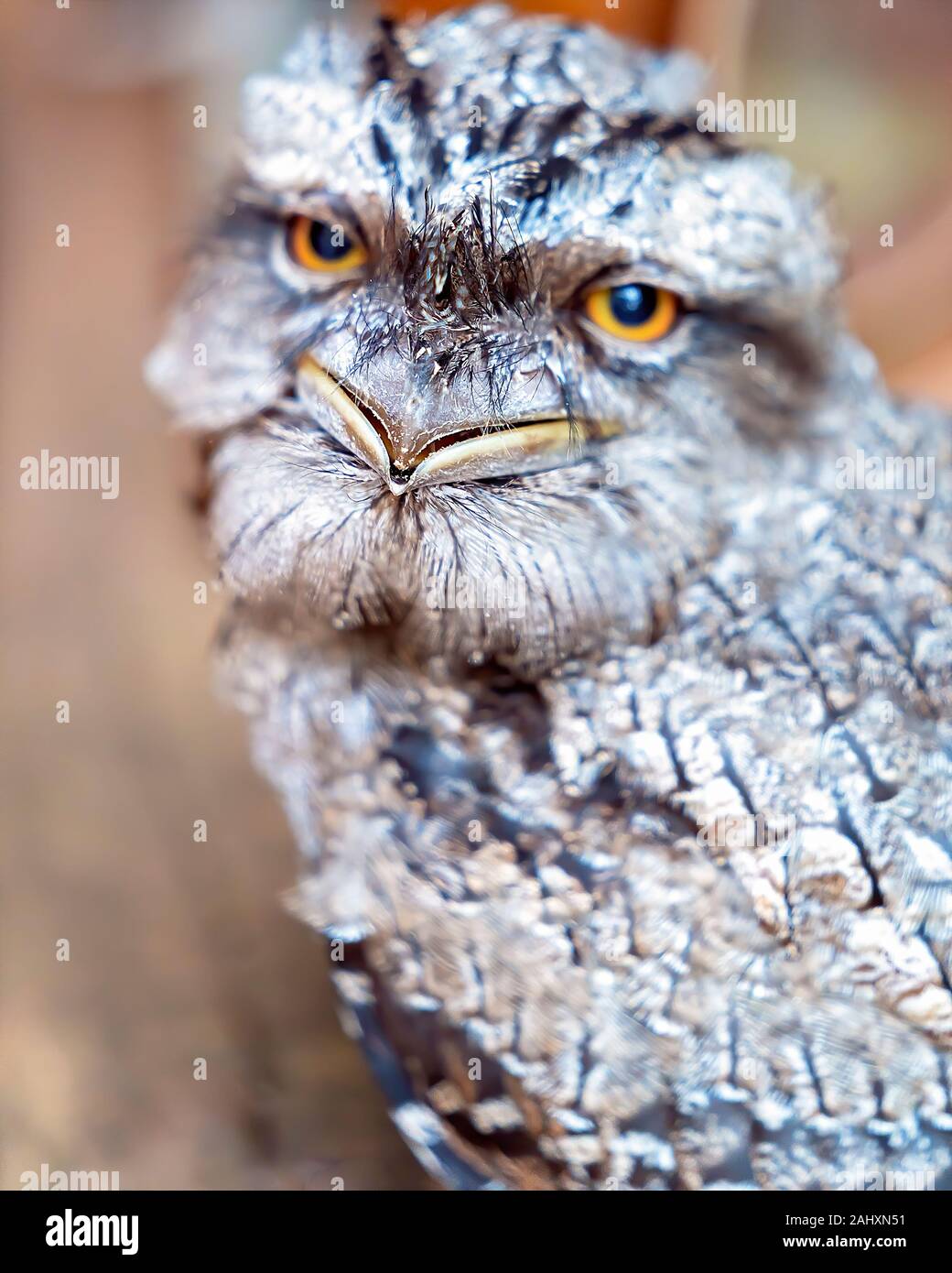 Shallow depth of field, close up of the beak of an adorable tawny frogmouth Stock Photo