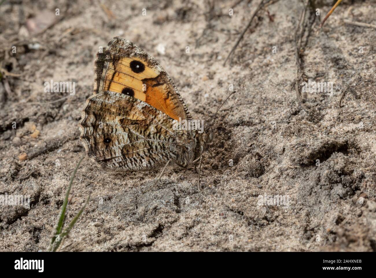 Grayling, Hipparchia semele, butterfly settled on sandy heathland, Dorset. Stock Photo