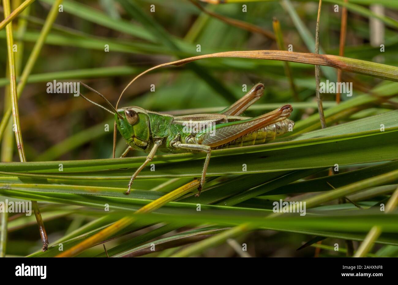 Female Meadow Grasshopper, Chorthippus parallelus settled on grass. Stock Photo