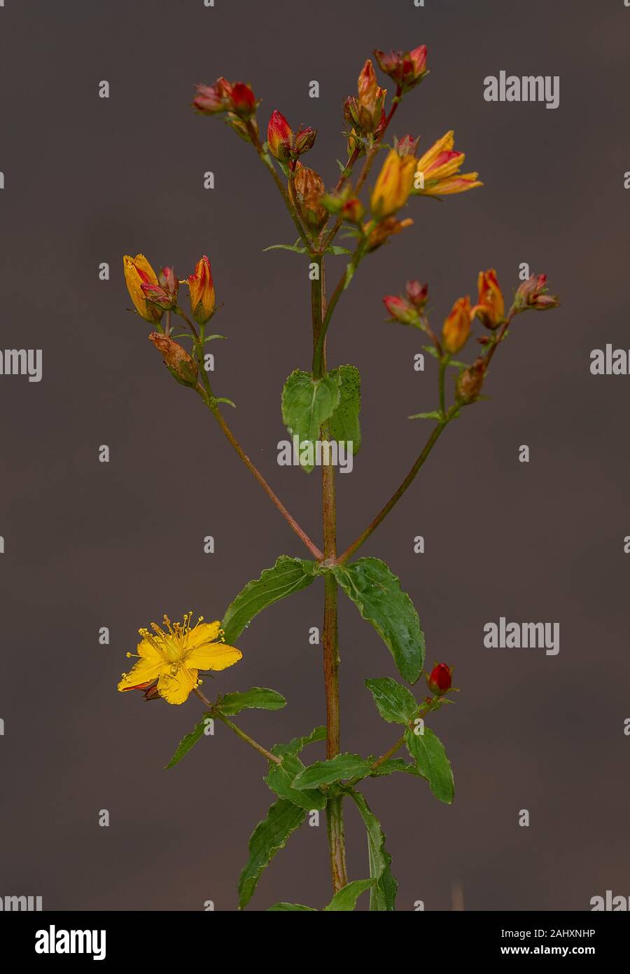 Wavy St Johns Wort, Hypericum undulatum, in damp acid grassland, Cornwall. Stock Photo