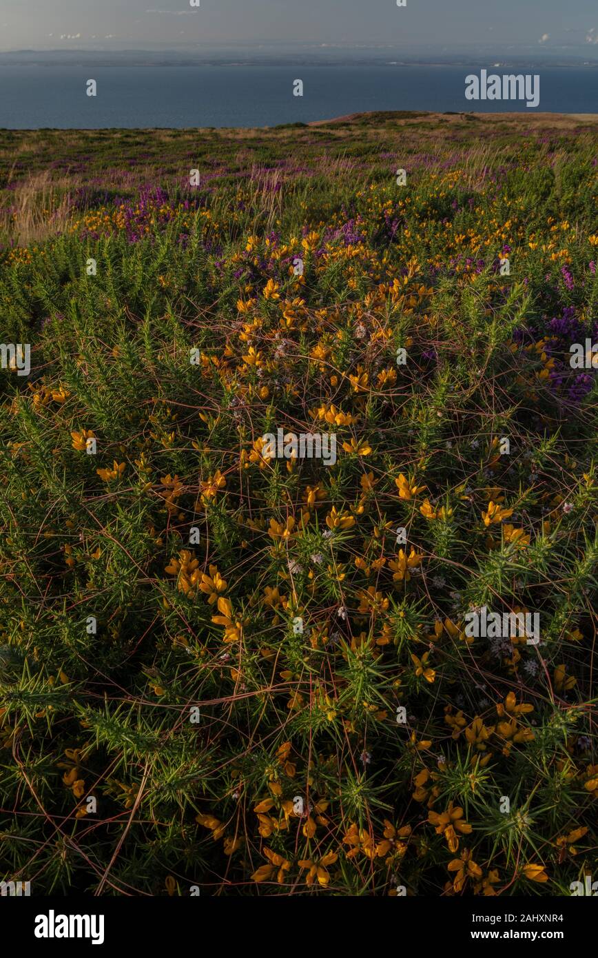 Common Dodder trailing over Dwarf Gorse moorland on the north coast of Exmoor, near Minehead. Somerset. Stock Photo