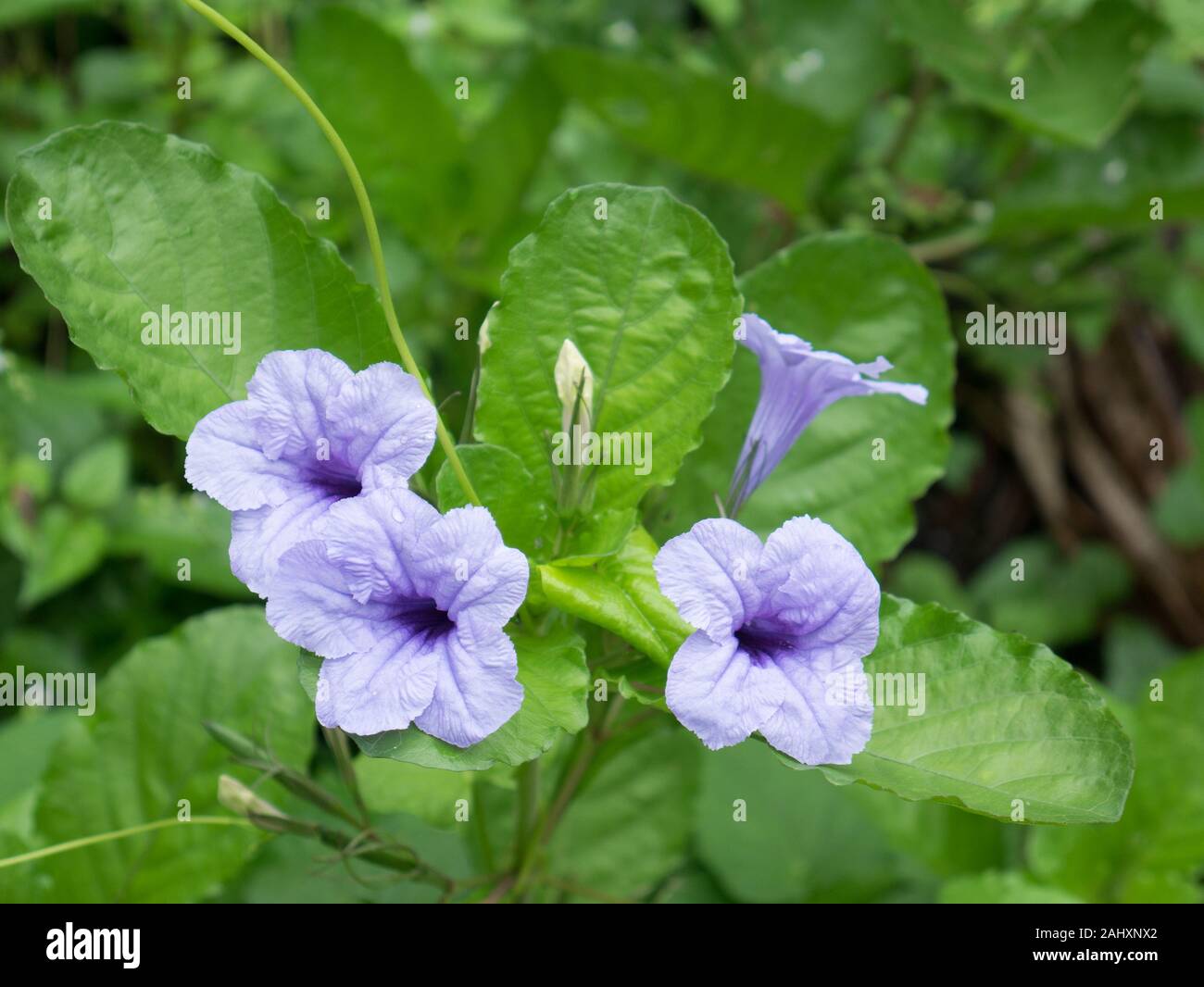 Mexican petunia flowers bloom in the middle of green leaves. Stock Photo